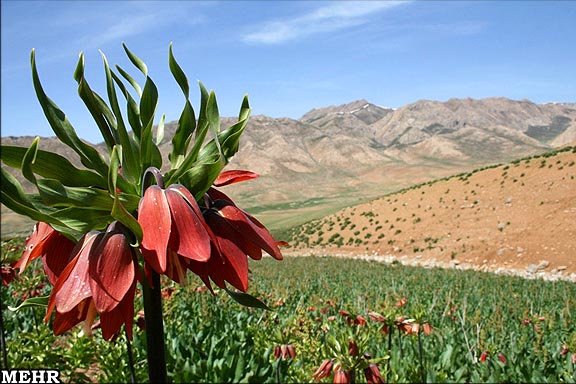 زیباترین جاذبه طبیعی کشور شکل می‌گیرد/ شکوفایی لاله‌های واژگون