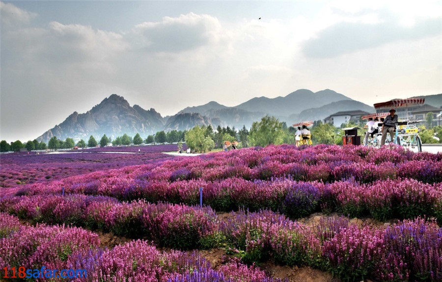 اسطوخودوس؛ جاذبه ای برای گردشگری