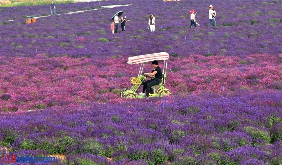 اسطوخودوس؛ جاذبه ای برای گردشگری