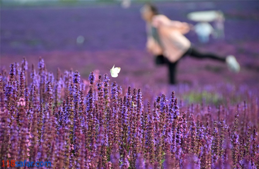 اسطوخودوس؛ جاذبه ای برای گردشگری